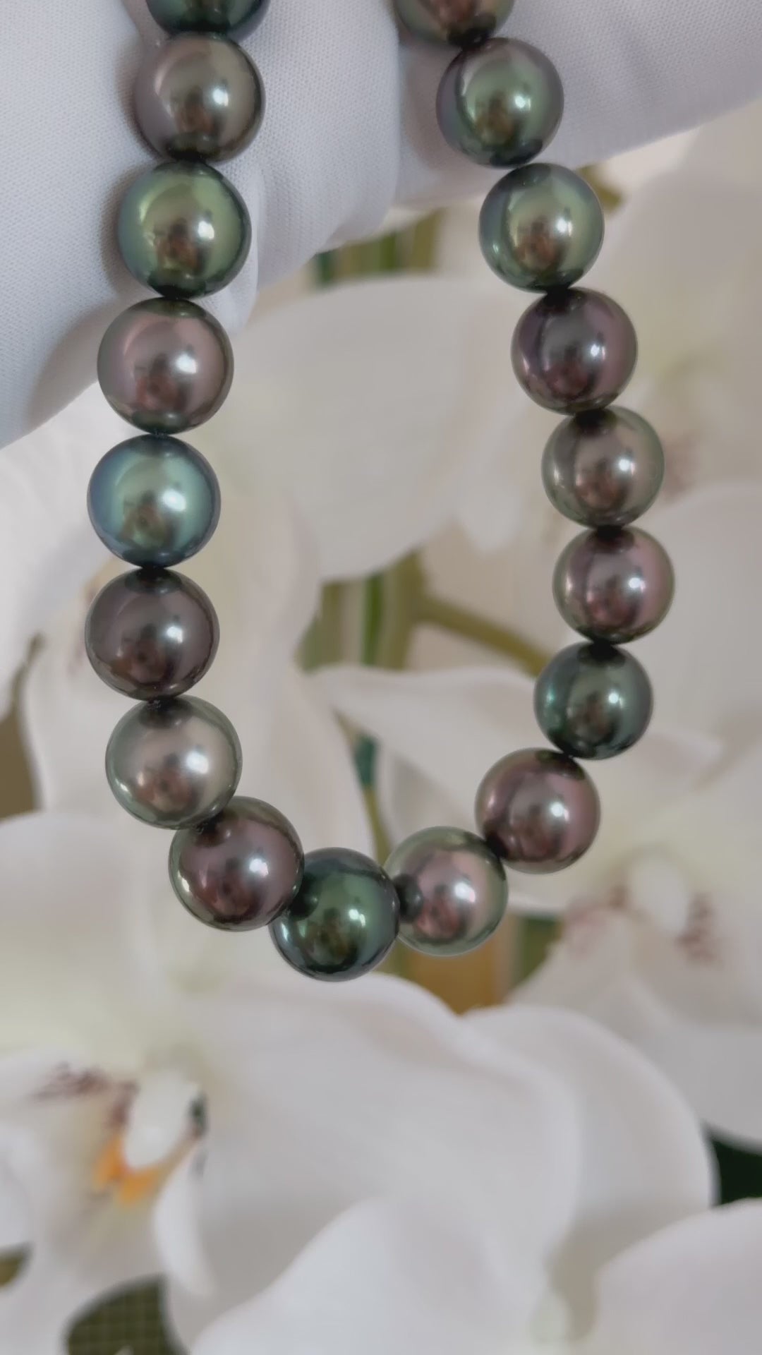 黒蝶真珠 最高品質黒蝶クイーン 真珠科学研究所・真珠鑑別鑑定書付き